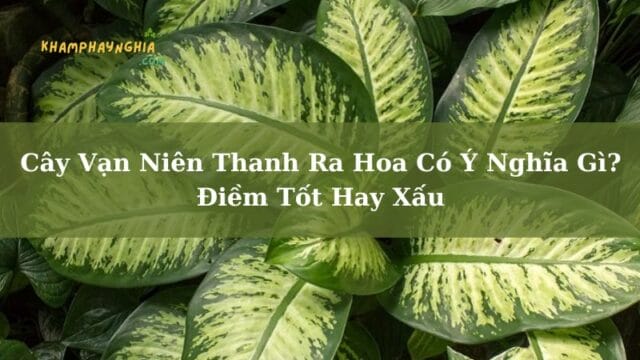 Cây Vạn Niên Thanh Ra Hoa Có Ý Nghĩa Gì? Điềm Tốt Hay Xấu