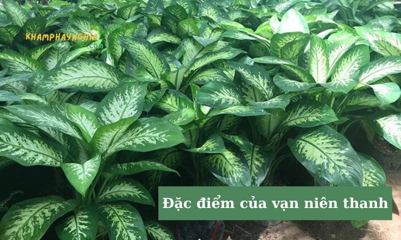 Đặc điểm của vạn niên thanh