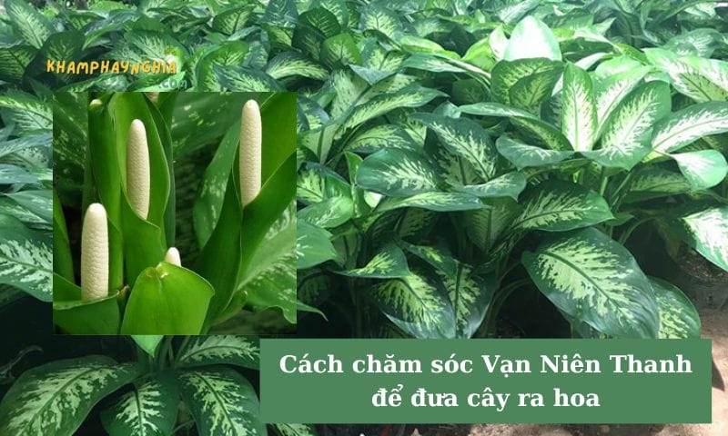 Cách chăm sóc Vạn Niên Thanh để đưa cây ra hoa