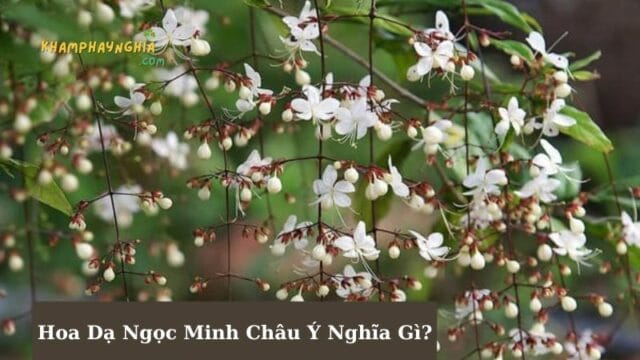 Hoa Dạ Ngọc Minh Châu Ý Nghĩa Gì? Có Nên Trồng Trong Nhà Không?