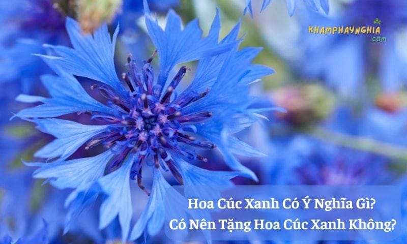 Hoa Cúc Xanh Có Ý Nghĩa Gì? Có Nên Tặng Hoa Cúc Xanh Không?