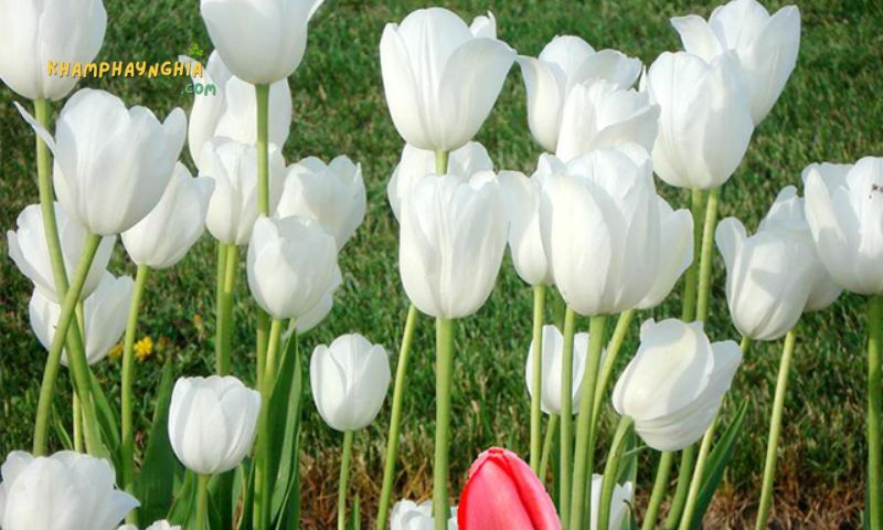 Hoa tulip trắng