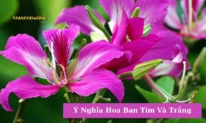 Ý Nghĩa Hoa Ban Tím Và Trắng - Loài Hoa Đặc Biệt Của Núi Rừng Tây Bắc